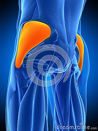 The gluteus medius Cartoon Illustration