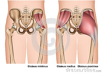 Gluteus muscle anatomy 3d medical illustration on white background Cartoon Illustration