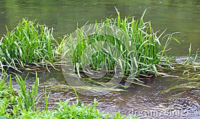 Glyceria maxima grows on the banks of the river and in the water Stock Photo