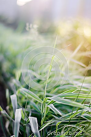 Glyceria maxima Variegata, long-term grass, ornamental grass, se Stock Photo