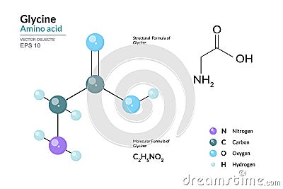 Glycine. Gly C2H5NO2. Î±-Amino Acid. Structural Chemical Formula and Molecule 3d Model. Atoms with Color Coding. Vector Vector Illustration