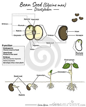 Glycine max soy bean dicotyledon structure, function and development Cartoon Illustration