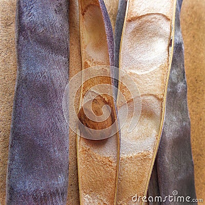 Glycine seed - Wisteria sinensis Stock Photo