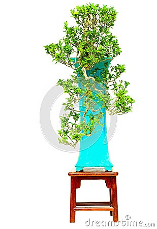 Glycosmis cochinchinensis in bonsai form Stock Photo
