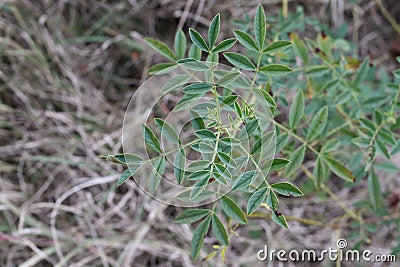 Glycyrrhiza echinata, Fabaceae. Stock Photo