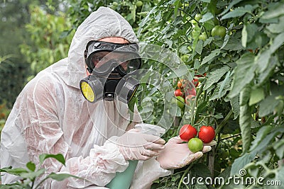 GMO scientist genetically modifying tomato with spray Stock Photo