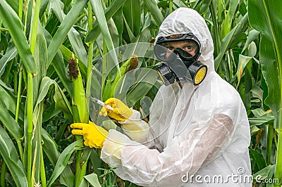 GMO scientist in coveralls genetically modifying corn maize Stock Photo