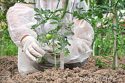 GMO scientist genetically modifying tomato at tomatoes farm Stock Photo