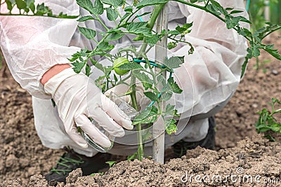 GMO scientist genetically modifying tomato at tomatoes farm Stock Photo