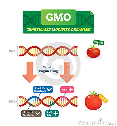 GMO vector illustration. Organic and modified agricultural plants scheme. Vector Illustration