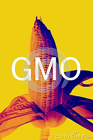 GMOs Corn Stock Photo - Image: 21284060