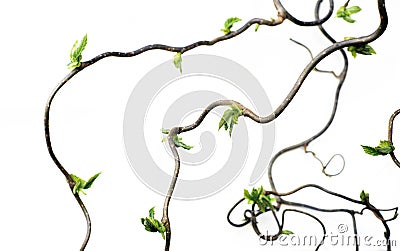 Gnarled branches Stock Photo