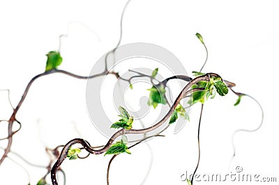 Gnarled branches Stock Photo