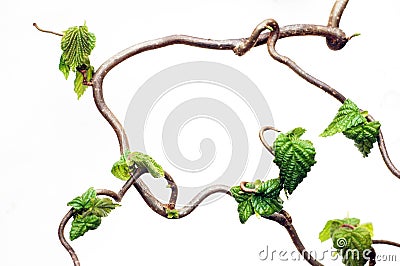 Gnarled branches Stock Photo