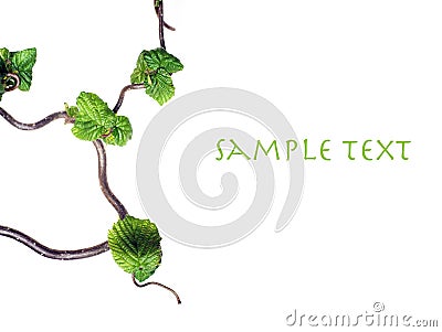 Gnarled branches Stock Photo