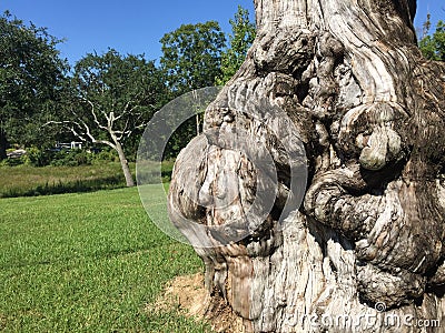 Gnarled cypress tree Stock Photo
