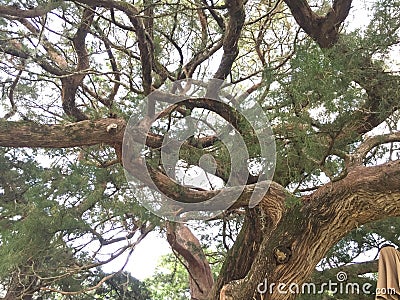 Gnarled cypress tree Stock Photo