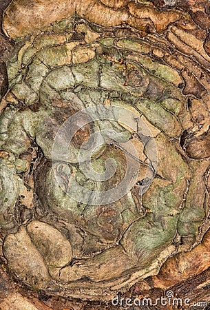 Gnarled Cypress tree stump pattern from directly above. Stock Photo
