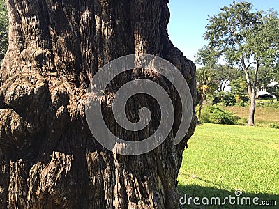 Gnarled cypress Stock Photo