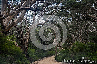 gnarled eucalypt forest Margaret River Western Australia Stock Photo