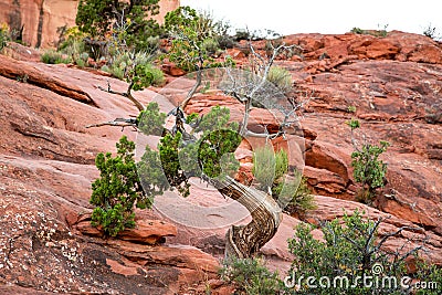 Gnarled Juniper Tree in Sedona Arizona Stock Photo