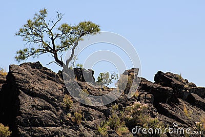 Gnarled Juniper Stock Photo