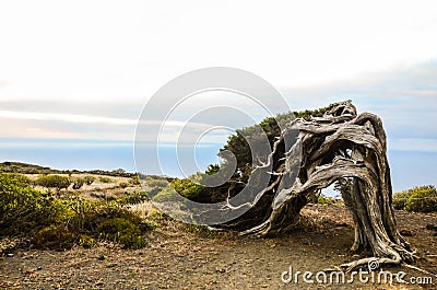 Gnarled Juniper Tree Shaped By The Wind Stock Photo