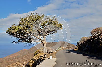 Gnarled Juniper Tree Shaped By The Wind Stock Photo