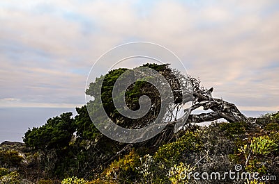 Gnarled Juniper Tree Shaped By The Wind Stock Photo