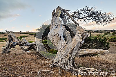 Gnarled Juniper Tree Shaped By The Wind Stock Photo
