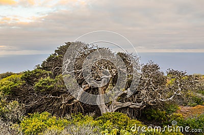 Gnarled Juniper Tree Shaped By The Wind Stock Photo