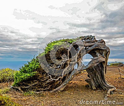 Gnarled Juniper Tree Shaped By The Wind Stock Photo