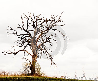 Gnarled Oak Tree Stock Photo