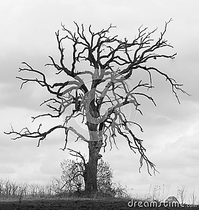 Gnarled Oak Tree II Stock Photo