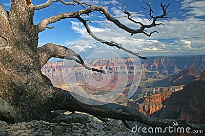 Gnarled Pine - North Rim of Grand Canyon Stock Photo