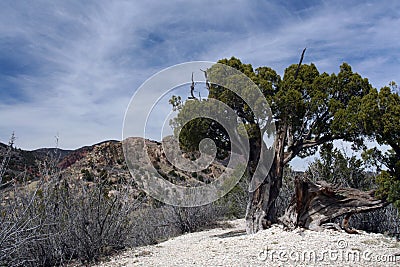 Gnarled Tree in Desolate Landscape Stock Photo