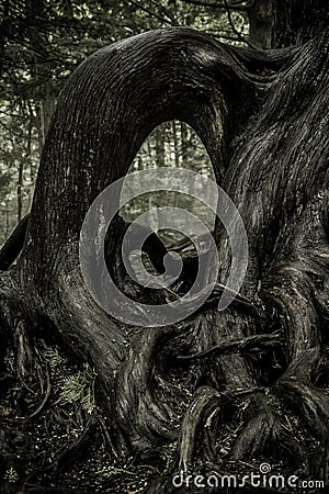 Gnarled Tree Roots Stock Photo