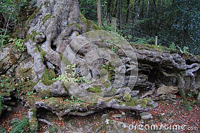 Gnarled tree roots Stock Photo