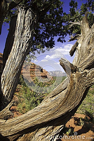 Gnarled tree in Sedona Stock Photo