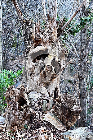 Gnarled tree-trunk Stock Photo