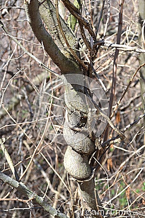 Gnarled tree trunk Stock Photo
