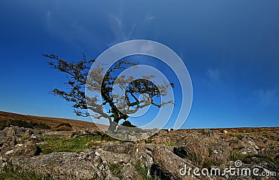 A gnarled tree on Weatherdon Hill Stock Photo