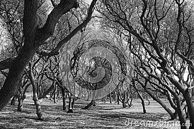 Gnarled trees intertwine in an arch over a path - black and white image. Stock Photo