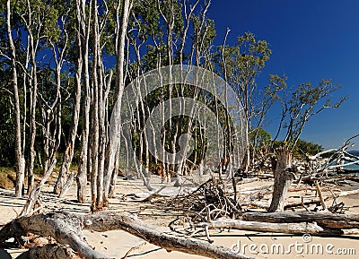 Gnarled Trunks And Trees On the Wonderful Tropical Putney Beach On Great Keppel Island Queensland Australia Stock Photo