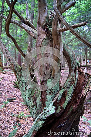 Gnarly Tree Stock Photo