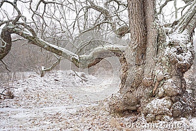 Gnarly beast of an ancient tree frozen in winter Stock Photo