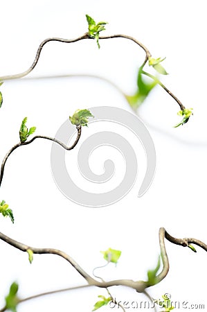 Gnarly branches with young leaves Stock Photo