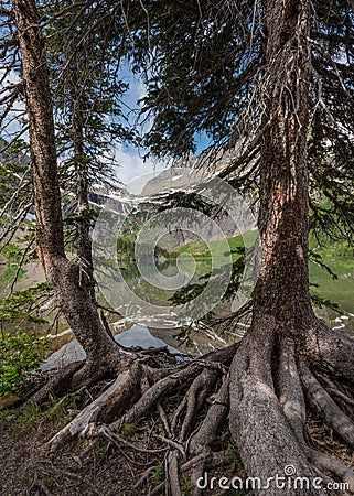 Gnarly Pine Roots along Shore of Grinnell Lake Stock Photo