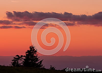Gnarly Pine Trees with Pink Sunset Stock Photo