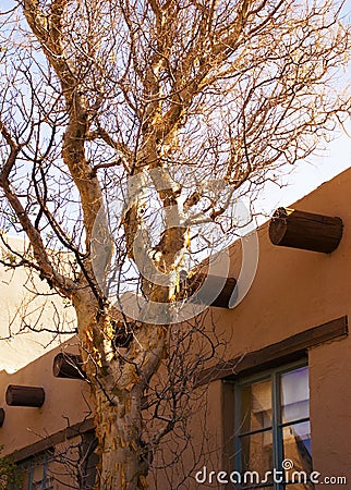 Gnarly Tree Stock Photo